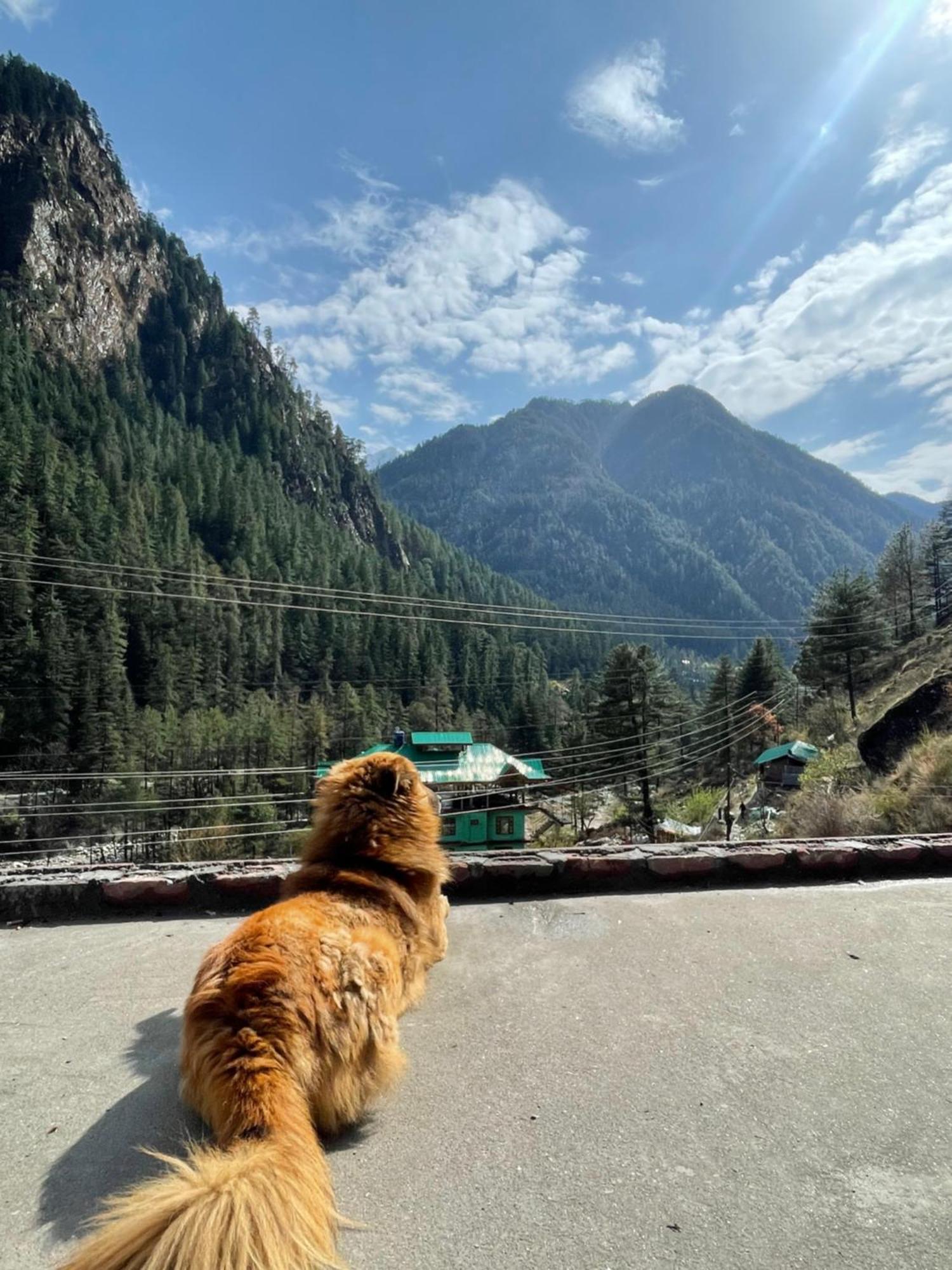 Trippy Homestay Kasol Extérieur photo